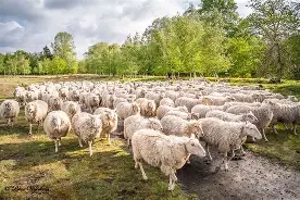 Kudde%20Schapen Kudde%20Schapen